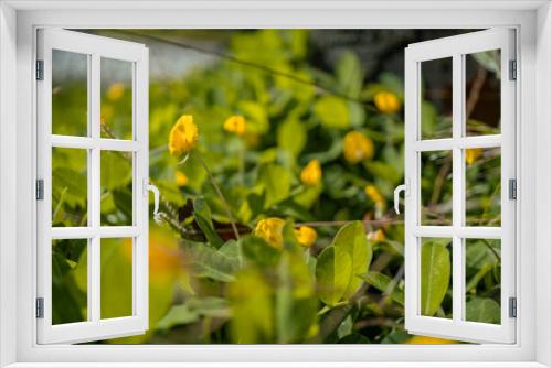 Fototapeta Naklejka Na Ścianę Okno 3D - yellow flowers in the garden