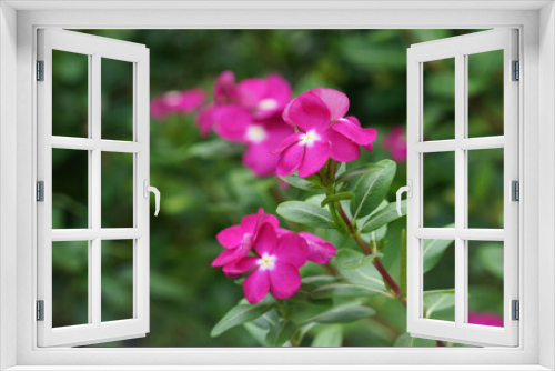 Fototapeta Naklejka Na Ścianę Okno 3D - Catharanthus roseus, bright eyes, Cape periwinkle.Catharanthus roseus is a long-lived (perennial),native and endemic to Madagascar,but grown elsewhere as an ornamental and medicinal plant.soft focus