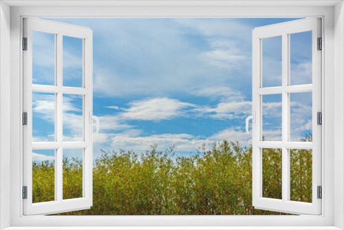 Fototapeta Naklejka Na Ścianę Okno 3D - Image of bamboo hedge against blue sky background