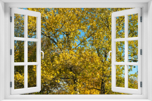 Fototapeta Naklejka Na Ścianę Okno 3D - yellow autumn leaves against the blue sky