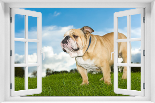 Fototapeta Naklejka Na Ścianę Okno 3D - Beautiful dog english bulldog outdoors