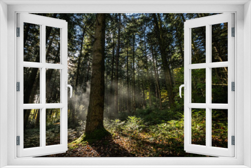 Fototapeta Naklejka Na Ścianę Okno 3D - Forêt Alsace - France