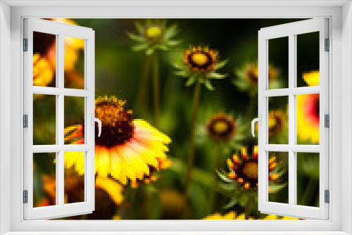 Fototapeta Naklejka Na Ścianę Okno 3D - summer flowers