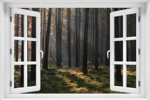 Fototapeta Naklejka Na Ścianę Okno 3D - Las sosnowy w mglisty, jesienny poranek.