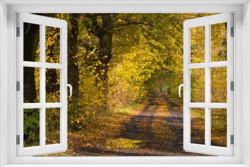 Fototapeta Naklejka Na Ścianę Okno 3D - jesienna droga