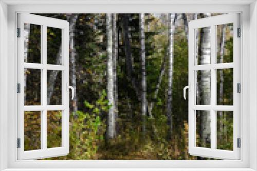 Fototapeta Naklejka Na Ścianę Okno 3D - A path in the autumn forest with birches and fir trees