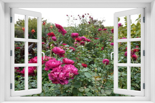 Fototapeta Naklejka Na Ścianę Okno 3D - rose flower garden in autumn