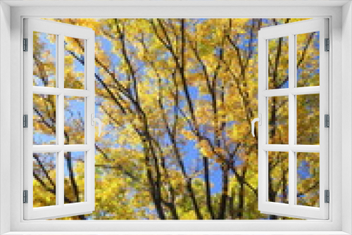 Fototapeta Naklejka Na Ścianę Okno 3D - 公園の黄葉の欅と青空