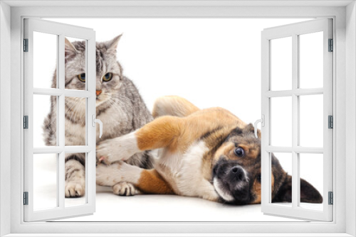 Fototapeta Naklejka Na Ścianę Okno 3D - Kitten and puppy.