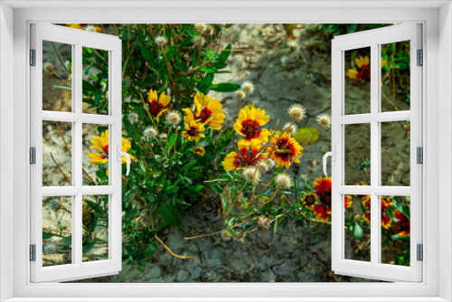 Fototapeta Naklejka Na Ścianę Okno 3D - Цветы разные. Розы, бархотцы, сентябрины