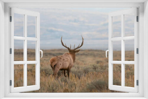 Fototapeta Naklejka Na Ścianę Okno 3D - Bull Elk During the Rut in Wyoming in Autumn
