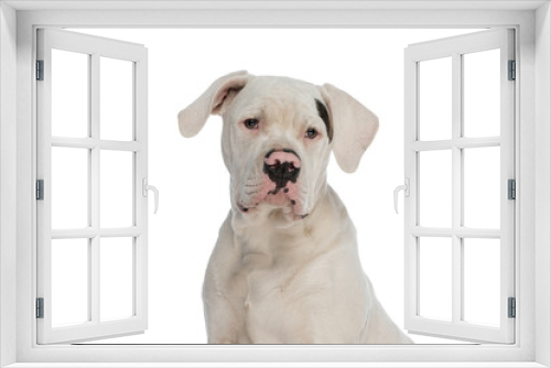 Fototapeta Naklejka Na Ścianę Okno 3D - adorable american bulldog dog looking away in studio