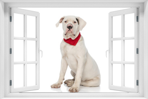 Fototapeta Naklejka Na Ścianę Okno 3D - cute american bulldog dog with red bandana sitting in studio