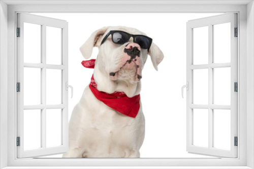 Fototapeta Naklejka Na Ścianę Okno 3D - white american bulldog dog with sunglasses and bandana looking up