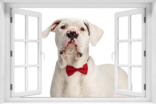 Fototapeta Naklejka Na Ścianę Okno 3D - beautiful elegant american bulldog dog with bowtie looking up