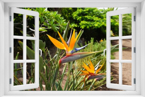 Fototapeta Naklejka Na Ścianę Okno 3D - Strelitzia or Paradise bird flower in Tenerife, Canary Islands, Spain