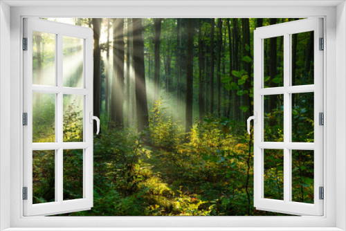 Fototapeta Naklejka Na Ścianę Okno 3D - Beautiful sunny morning in the green forest