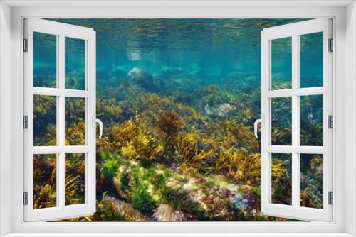 Fototapeta Naklejka Na Ścianę Okno 3D - Underwater seascape, shallow ocean floor with rocks covered by algae and clear water,  Eastern Atlantic, Spain, Galicia