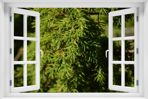Fototapeta Naklejka Na Ścianę Okno 3D - juniper close up of pine needles