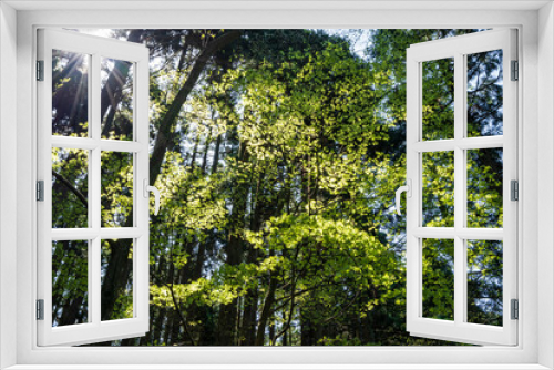 Fototapeta Naklejka Na Ścianę Okno 3D - 清々しくて癒される春の森のイメージ