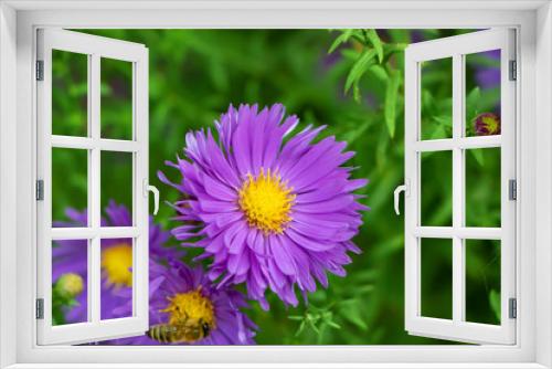Fototapeta Naklejka Na Ścianę Okno 3D - Beautiful violet chrysanthemum as background picture. Chrysanthemum september. Chrysanthemum wallpaper, chrysanthemums in autumn.