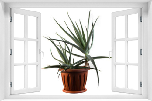 Fototapeta Naklejka Na Ścianę Okno 3D - aloe flower in a pot on a white background