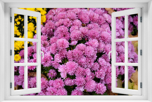 Fototapeta Naklejka Na Ścianę Okno 3D - Pink chrysanthemums blooming on a flowerbed in a park close-up. Chrysanthemum bushes in a city park. Beautiful bright autumn flowers for the design of flower beds, balconies and arbors.