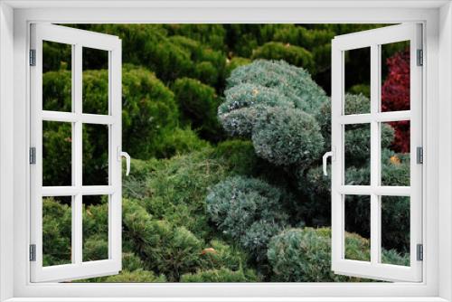 Fototapeta Naklejka Na Ścianę Okno 3D - Coniferous shrubs and trees in autumn close-up. Juniper branches in the park background. Trimmed juniper bushes with blue berries. Landscape design using pine needles.