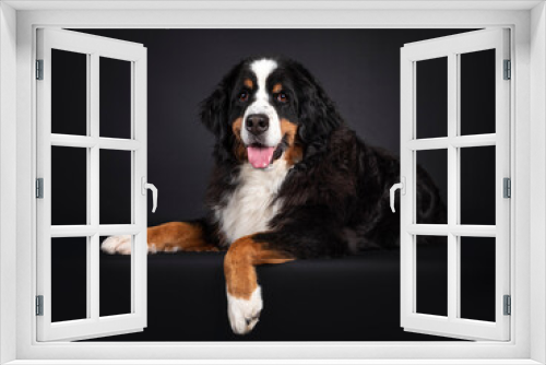 Fototapeta Naklejka Na Ścianę Okno 3D - Majestic Berner Sennen dog, laying down side ways with paw hanging over edge. Looking towards camera. Isolated on a black background. Mouth open, pink tongue out.