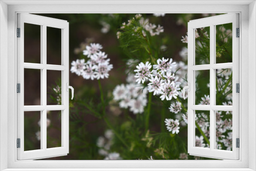 Fototapeta Naklejka Na Ścianę Okno 3D - Blooming cilantro plant.