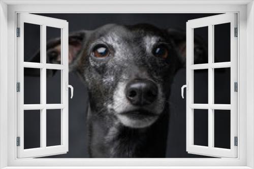 Fototapeta Naklejka Na Ścianę Okno 3D - Headshot of adorable italian greyhound with pure black fur