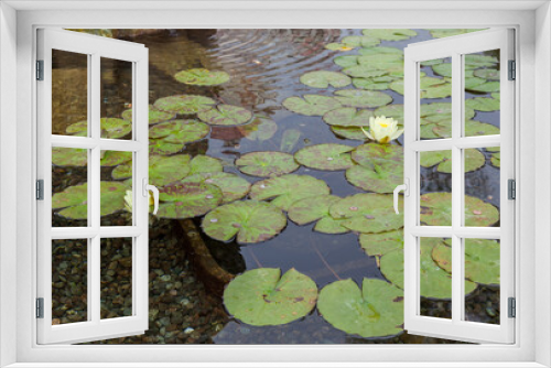 Fototapeta Naklejka Na Ścianę Okno 3D - Coins in a Water Lily (nymphaeaceae) pond