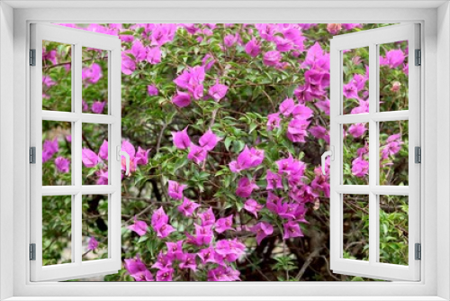 Fototapeta Naklejka Na Ścianę Okno 3D - portrait view of Beautiful pink flowers