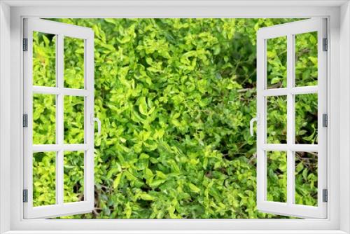 Fototapeta Naklejka Na Ścianę Okno 3D - Patriot view of green leaf plant