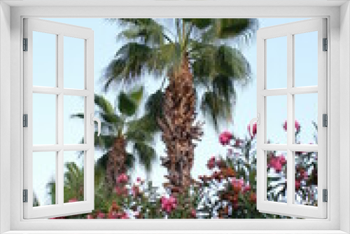 Fototapeta Naklejka Na Ścianę Okno 3D - palm tree in the garden