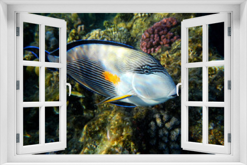 Fototapeta Naklejka Na Ścianę Okno 3D - Arabischer Doktorfisch oder Sohaldoktorfisch / Sohal surgeonfish / Acanthurus sohal