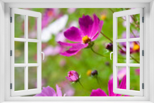 Fototapeta Naklejka Na Ścianę Okno 3D - Pink cosmos flowers close up on flowers background