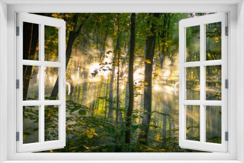 Fototapeta Naklejka Na Ścianę Okno 3D - Fresh morning in the summer misty forest.