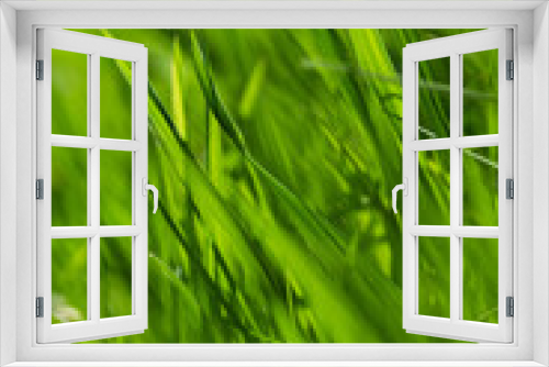 Fototapeta Naklejka Na Ścianę Okno 3D - Spring or summer and grass field with sunny. Green grass background, nature texture. Closeup