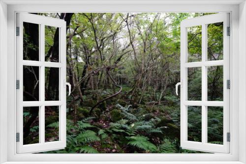 Fototapeta Naklejka Na Ścianę Okno 3D - untouched primeval forest, vines and old trees