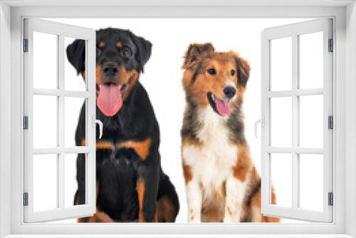 Fototapeta Naklejka Na Ścianę Okno 3D - Shetland Sheepdog and puppy rottweiler