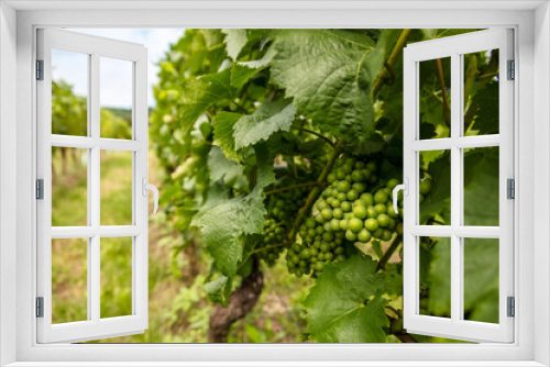 Fototapeta Naklejka Na Ścianę Okno 3D - Grapes Growing in a Vineyard at a Winery