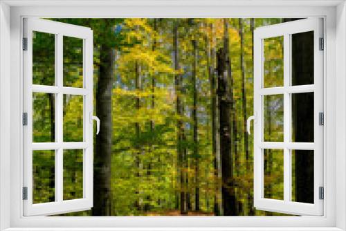 Fototapeta Naklejka Na Ścianę Okno 3D - Herbstspaziergang durch die wunderschöne Natur des Thüringer Waldes - Thüringen