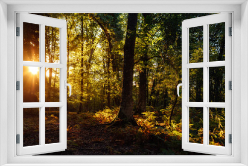 Fototapeta Naklejka Na Ścianę Okno 3D - Landscape of a lush forest in autumn at dawn.
