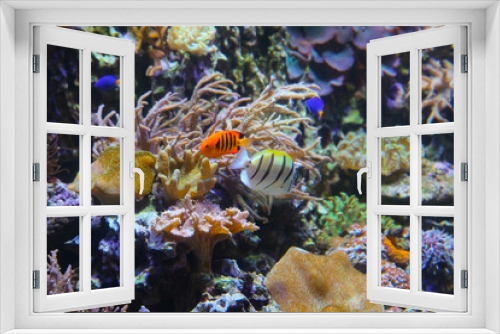 Fototapeta Naklejka Na Ścianę Okno 3D - Underwater world. Coral reef under water