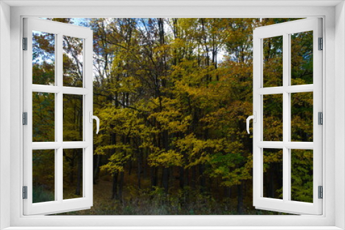 Fototapeta Naklejka Na Ścianę Okno 3D - Autumn forest nature. Vivid morning in colorful forest with sun rays through branches of trees.