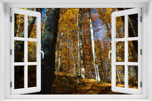 Fototapeta Naklejka Na Ścianę Okno 3D - Autumn forest nature. Vivid morning in colorful forest with sun rays through branches of trees.