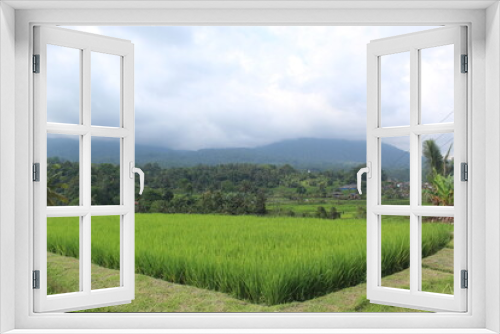 Fototapeta Naklejka Na Ścianę Okno 3D - landscape with hills and trees,
well known as beautiful rice terrace located in Tabanan Bali Indonesia. Jatiluwih is one of many sightseing must come place while you are visit Bali.