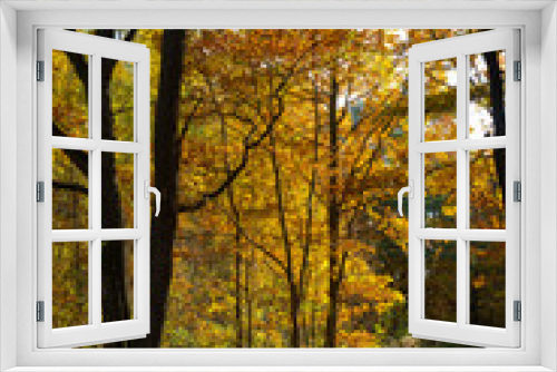 Fototapeta Naklejka Na Ścianę Okno 3D - Autumn forest trail.