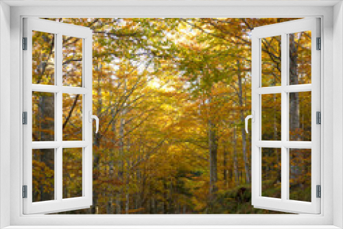 Fototapeta Naklejka Na Ścianę Okno 3D - forest with beeches trees in autumn